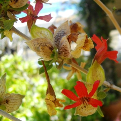 Petalidium coccineum