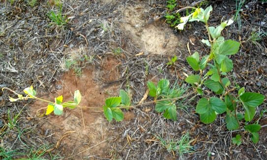 Rhoicissus tridentata subsp. cuneifolia