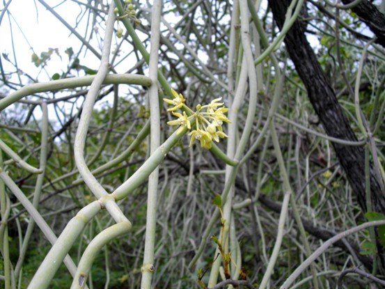 Cynanchum viminale