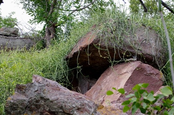 Cynanchum viminale tackling a rock