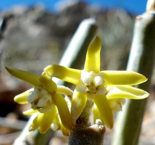 Cynanchum viminale flowers
