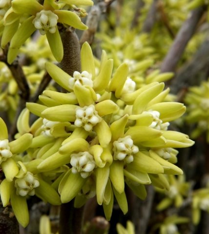 Cynanchum viminale full umbel