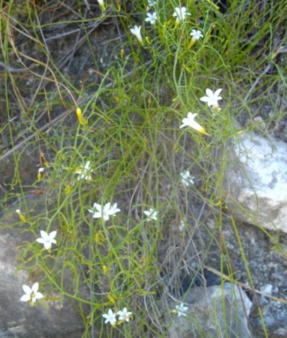 Siphocodon debilis