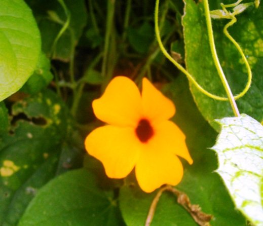 Thunbergia alata
