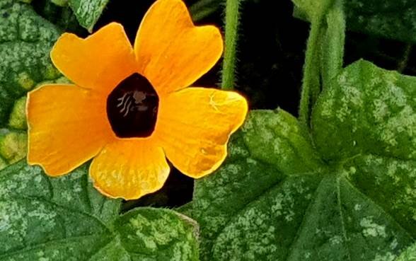 Thunbergia alata no warts but nearly all