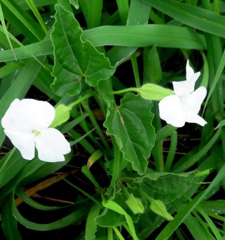 Thunbergia neglecta leaves