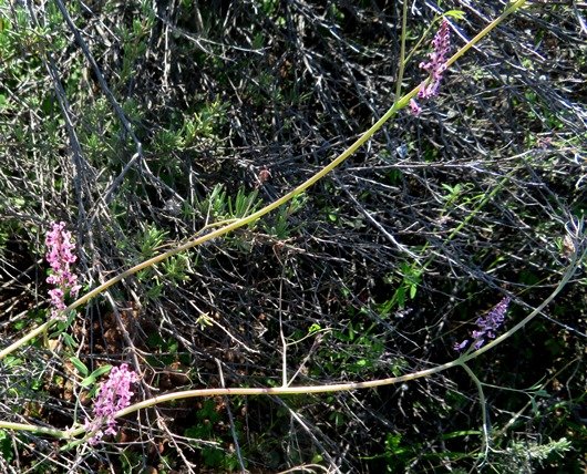 Trigonocapnos lichtensteinii 