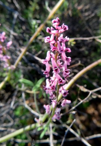 Trigonocapnos lichtensteinii inflorescence