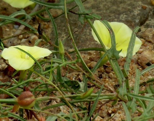 Xenostegia tridentata subsp. angustifolia leaves