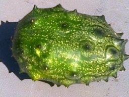 Acanthosicyos naudinianus green fruit