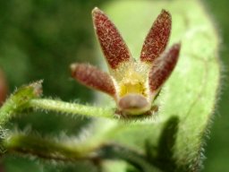 Anisotoma pedunculata flower