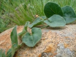 Anisotoma pedunculata leaves