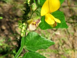 Bolusafra bituminosa leaves