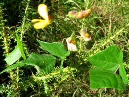 Bolusafra bituminosa