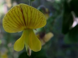 Bolusafra bituminosa flower and bud