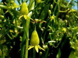 Bowiea volubilis subsp. volubilis green fruit