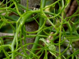 Bowiea volubilis subsp. volubilis leaves
