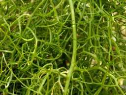Bowiea volubilis subsp. volubilis being voluminous