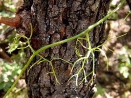 Bowiea volubilis subsp. volubilis branching stems