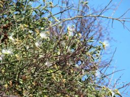 Capparis tomentosa