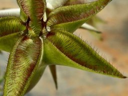 Ceropegia cimiciodora smelling of bedbugs