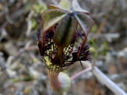 Ceropegia fimbriata subsp. geniculata flower top