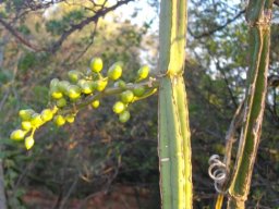 Cissus quadrangularis unripe berries