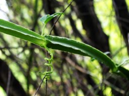Cissus quadrangularis node with leaf and tendril