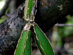 Cissus quadrangularis branching