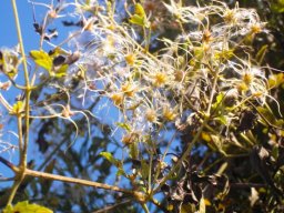 Clematis brachiata seeds