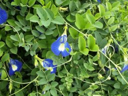 Clitoria ternatea stems that ramble