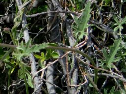 Convolvulus capensis leaves