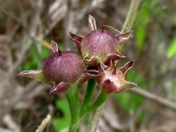 Convolvulus farinosus fruit
