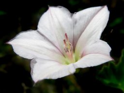 Convolvulus farinosus flower