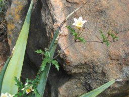 Cucumis myriocarpus
