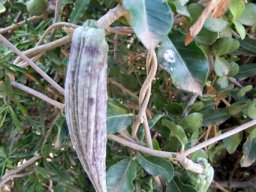 Cynanchum ellipticum fruit