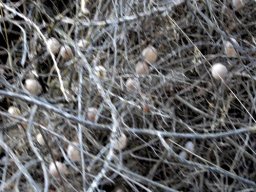 Cysticapnos vesicaria subsp. vesicaria