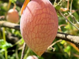 Cysticapnos vesicaria subsp. vesicaria coloured fruit