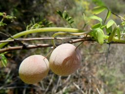 Cysticapnos vesicaria subsp. vesicaria young fruit stalks