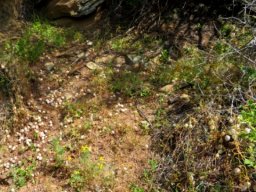 Cysticapnos vesicaria subsp. vesicaria many fruits