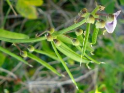 Dipogon lignosus pods