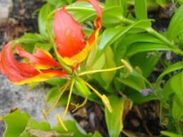 Gloriosa superba