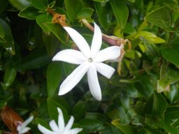 Jasminum multipartitum
