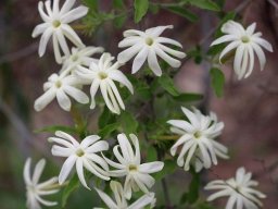 Jasminum multipartitum flowers