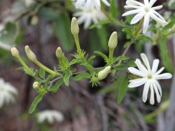 Jasminum multipartitum buds
