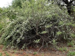Jasminum multipartitum rounded shrub