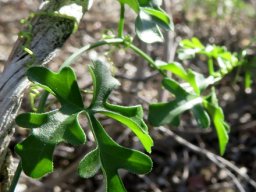 Kedrostis capensis leaves