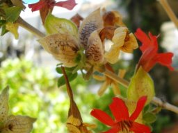 Petalidium coccineum