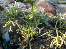 Rhipsalis baccifera, the mistletoe cactus