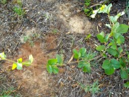 Rhoicissus tridentata subsp. cuneifolia
